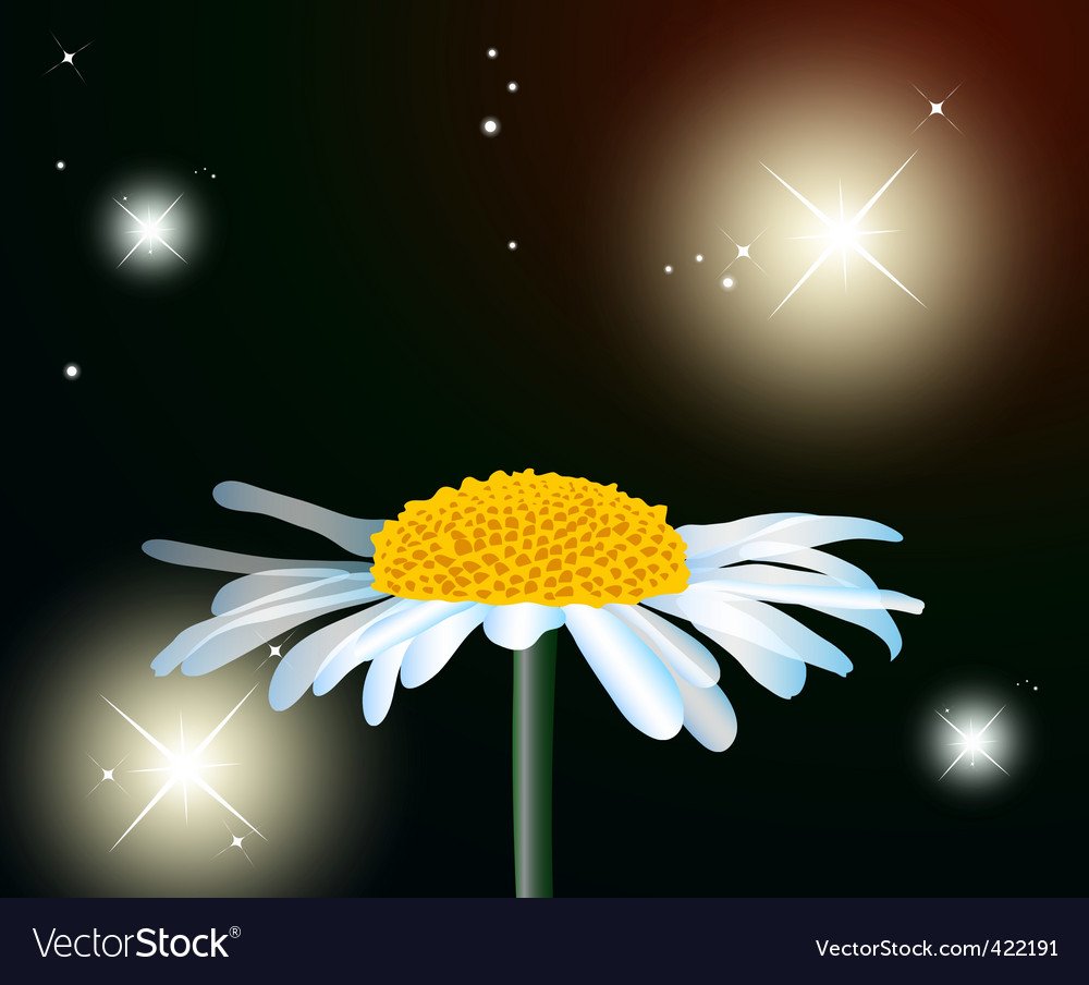 Ромашки и звезды