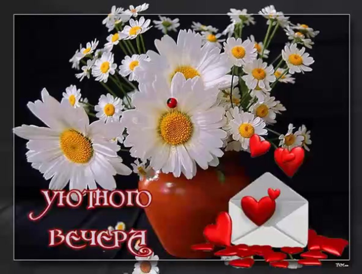 Добрый вечер ромашки