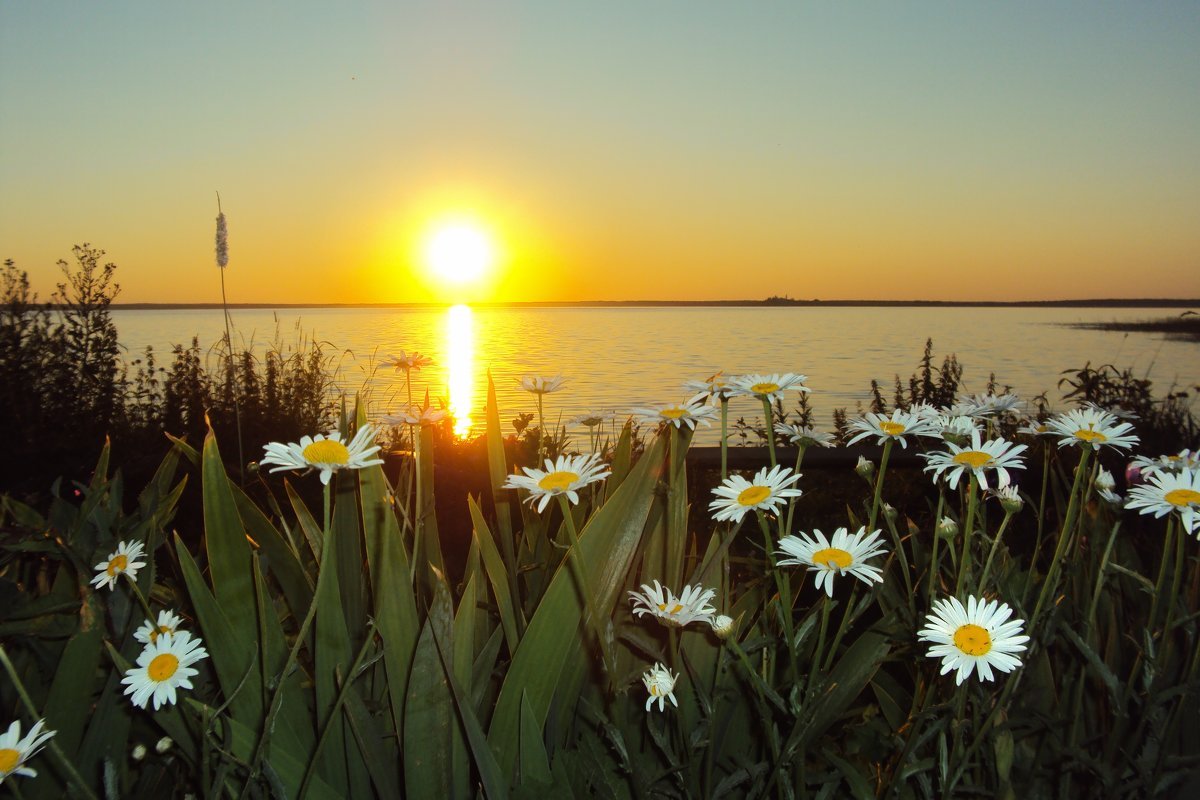 Ромашковый рассвет
