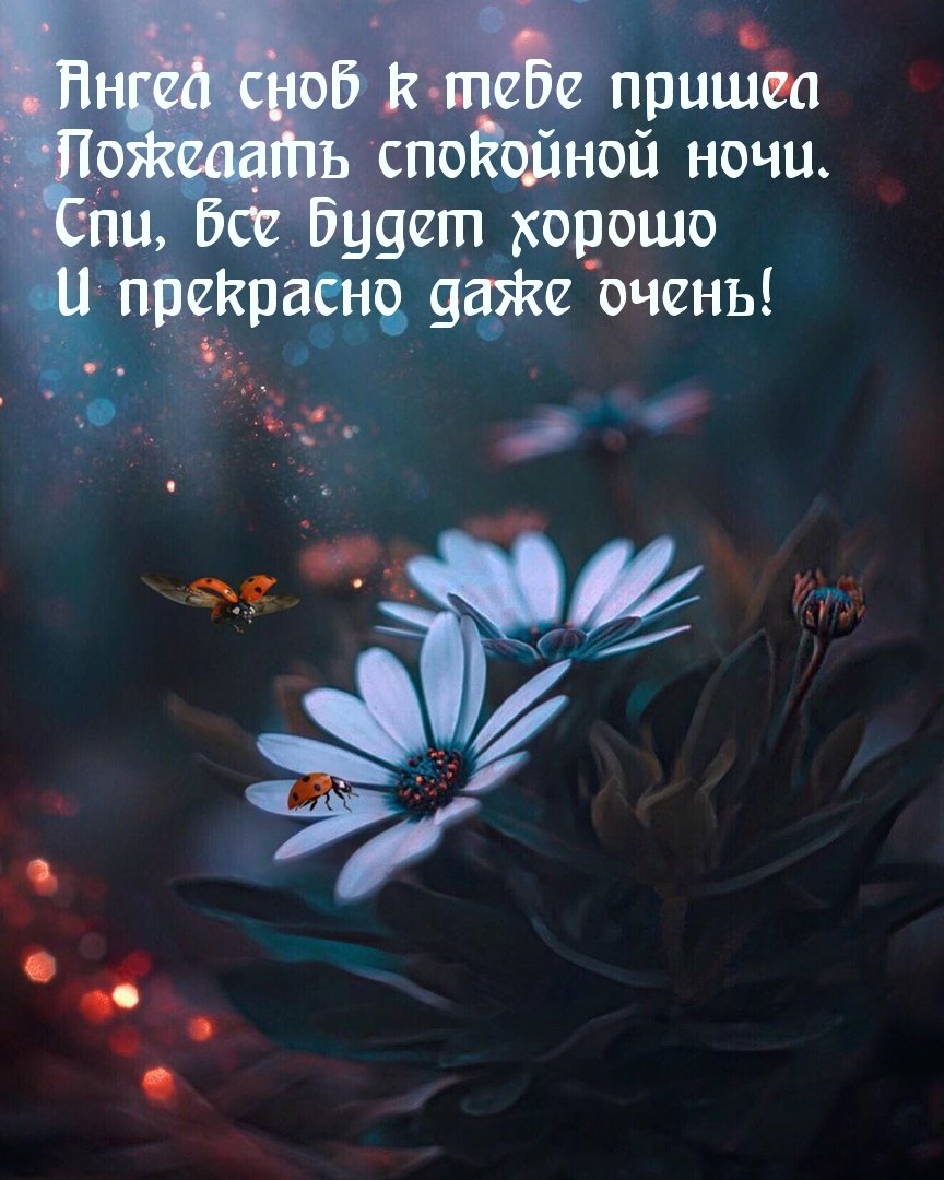 Спокойной ночи ночные цветы