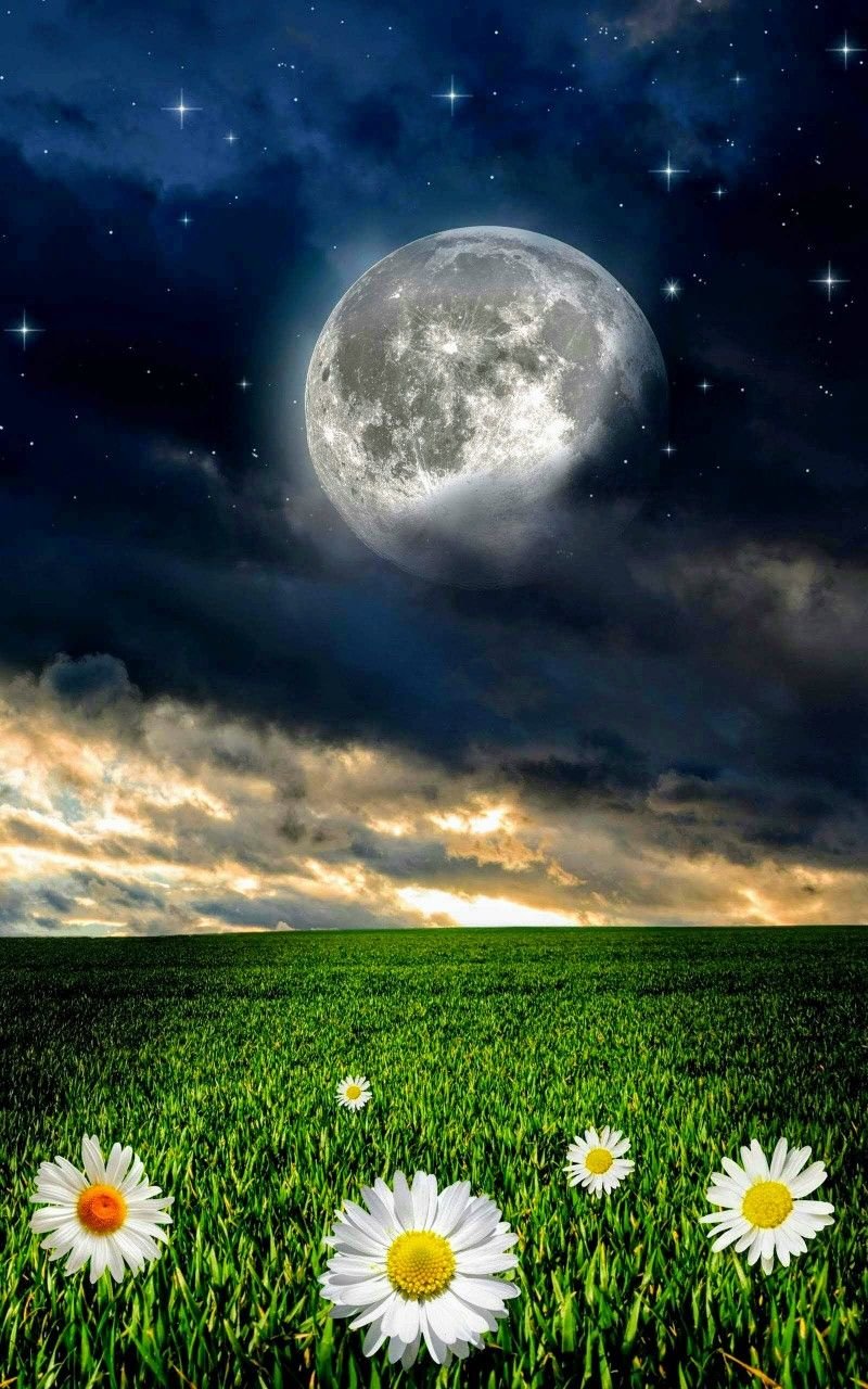 Ромашки ночью