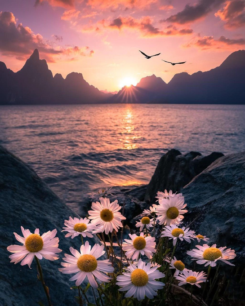 Море цветы рассвет