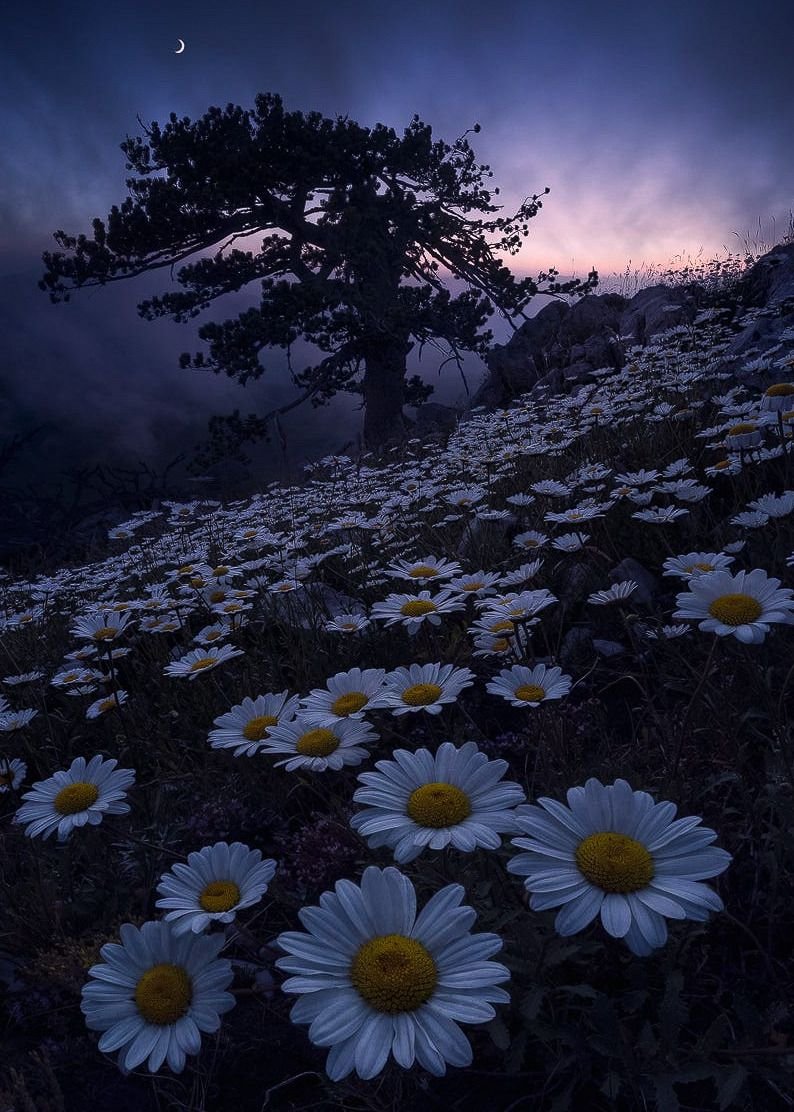 Ромашки ночью