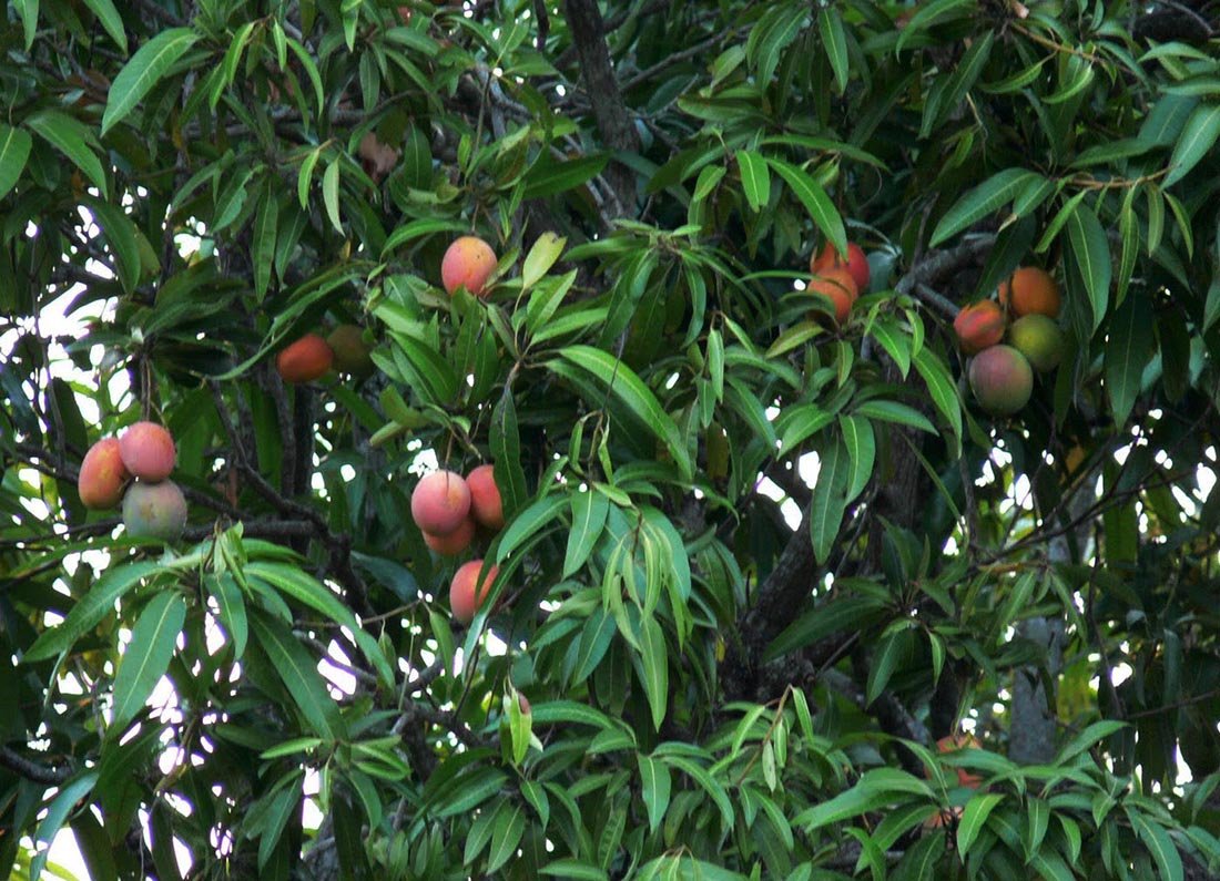 Тайское манго дерево