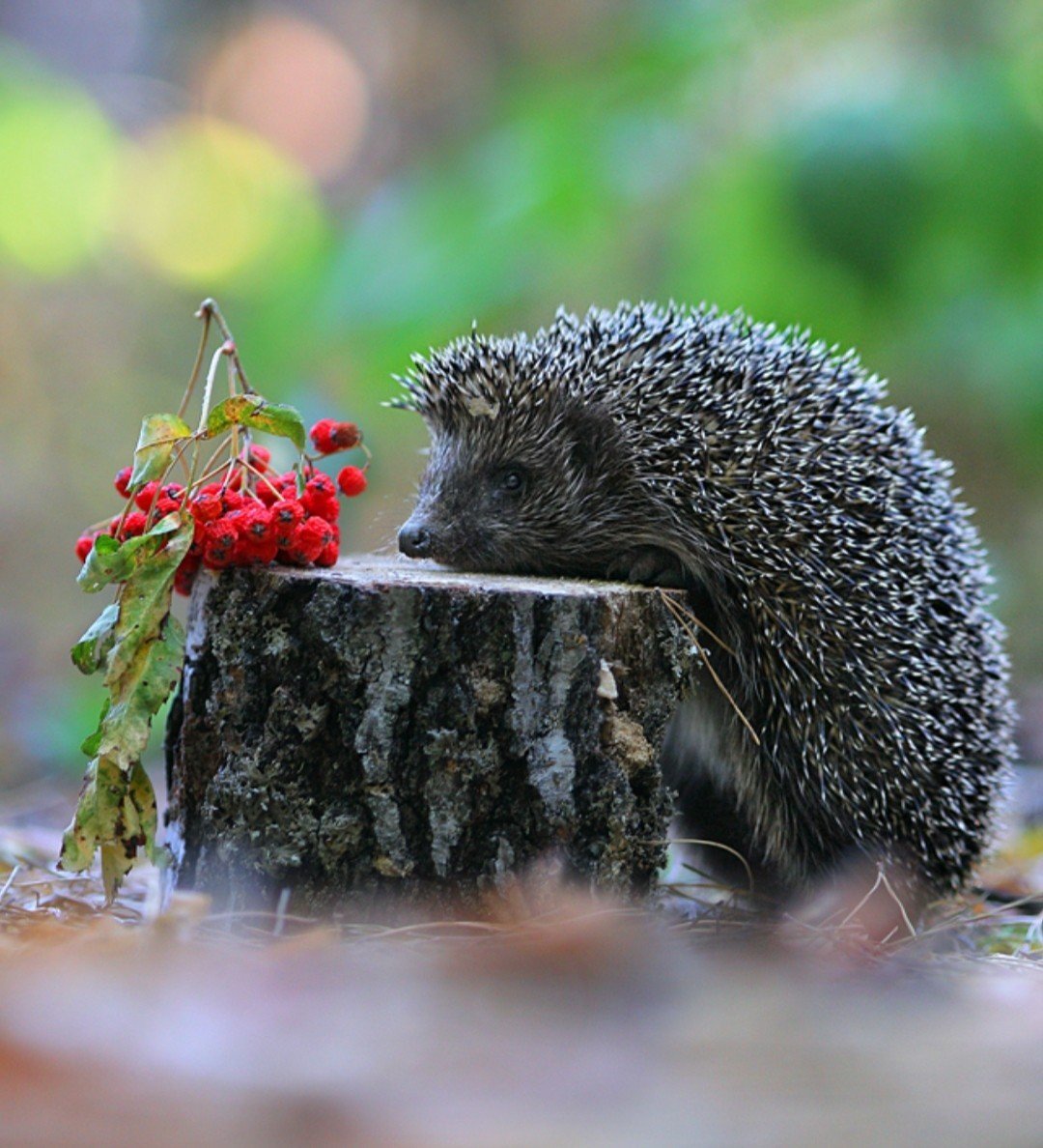 Фото Ёжика в лесу