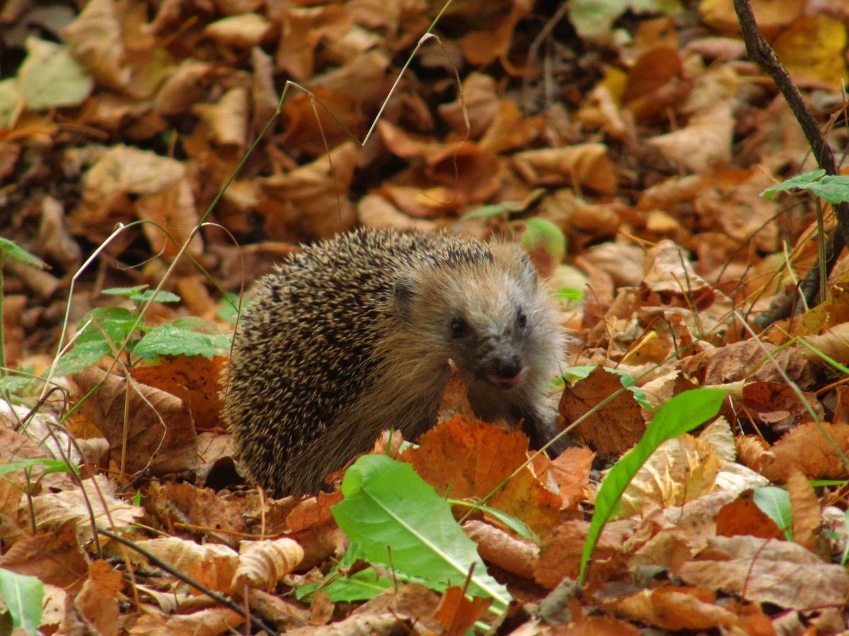 Еж в осеннем лесу