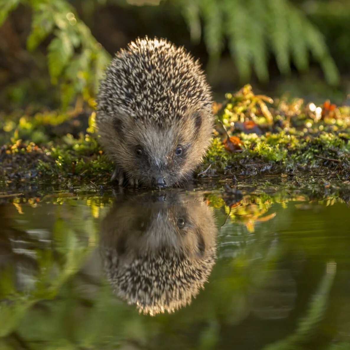 Еж обыкновенный Лесной