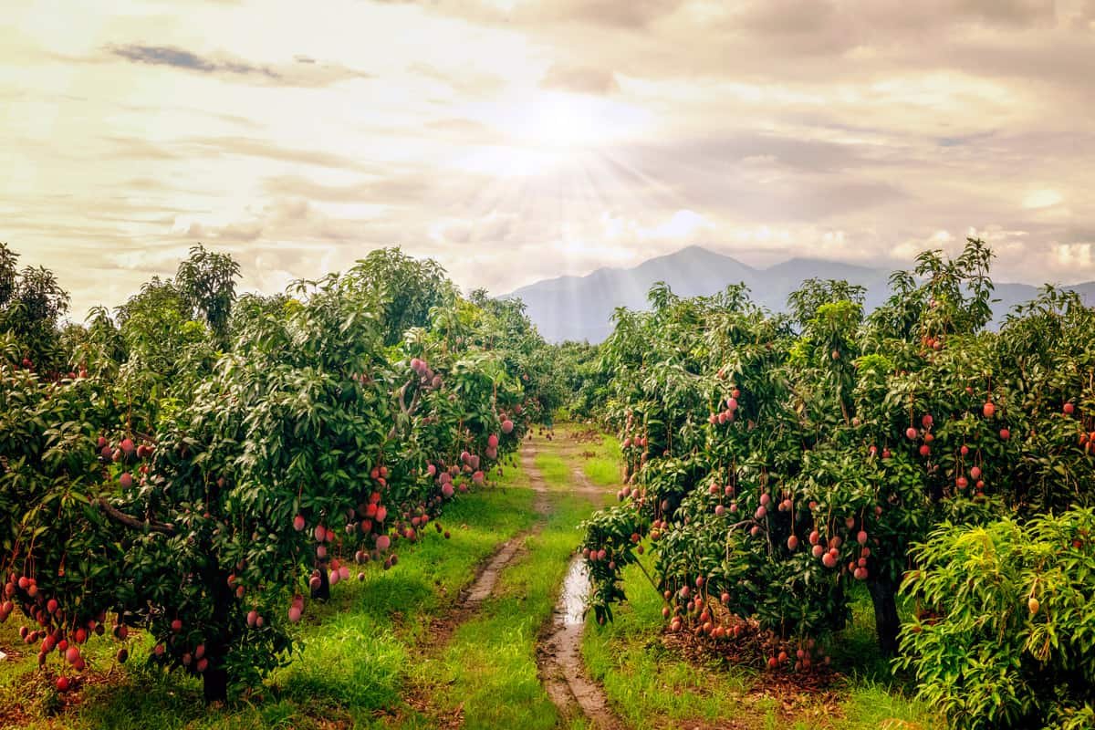Плантации манго