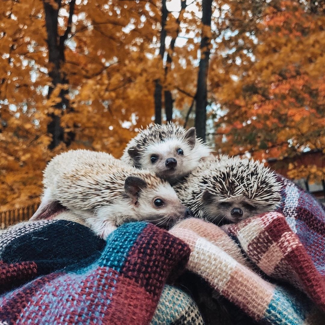 Ежик осенью