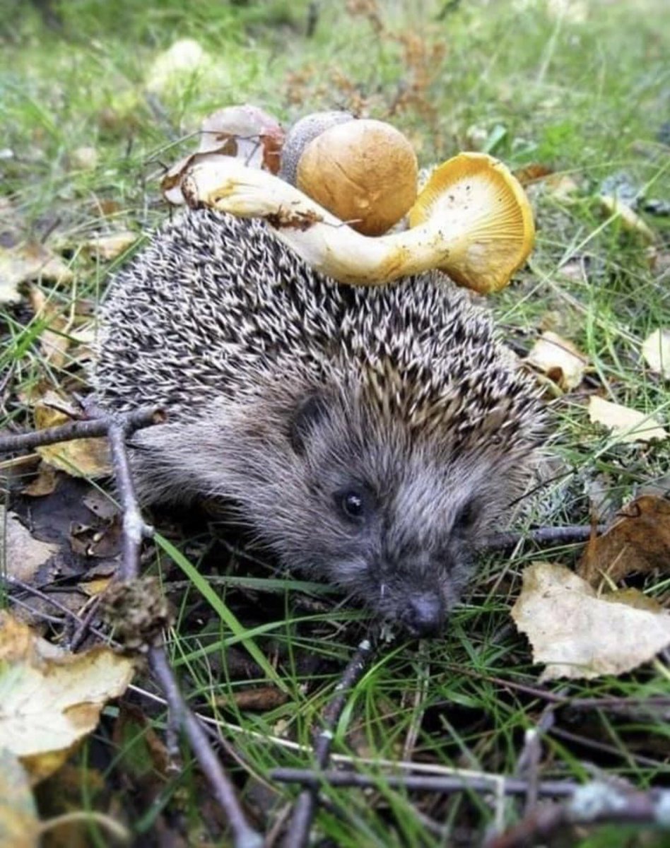 Ежик с грибами
