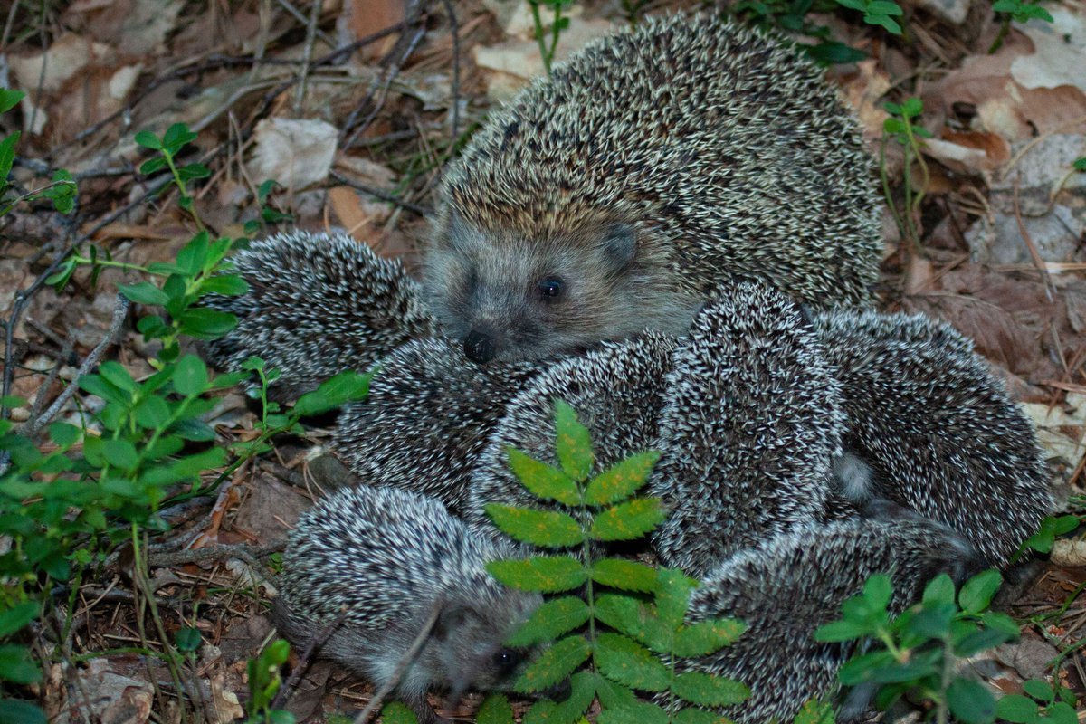 Еж с ежатами
