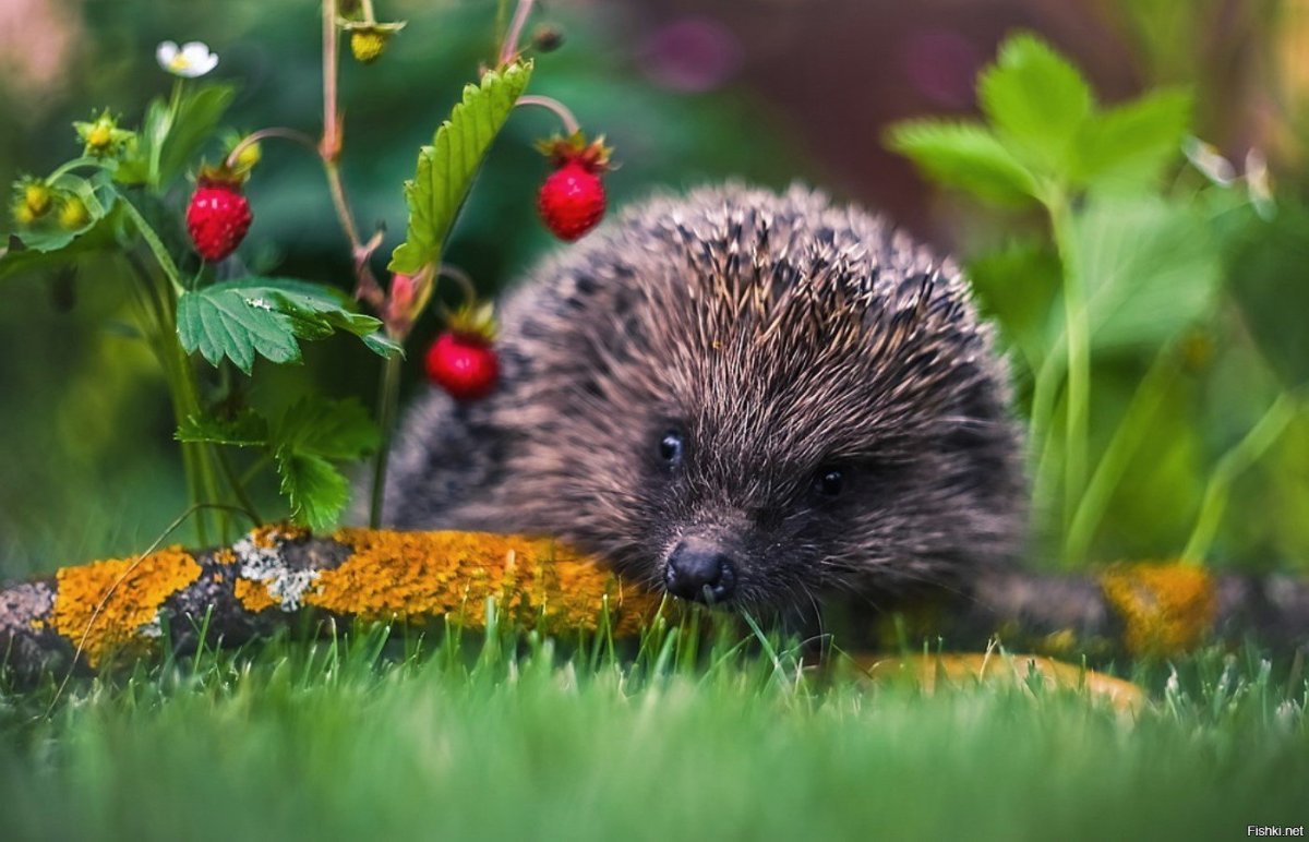 Обыкновенный ёж