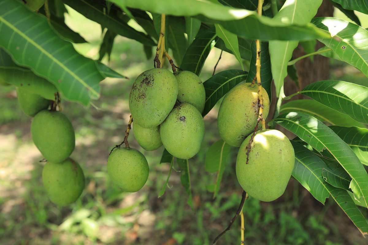 Манго дерево