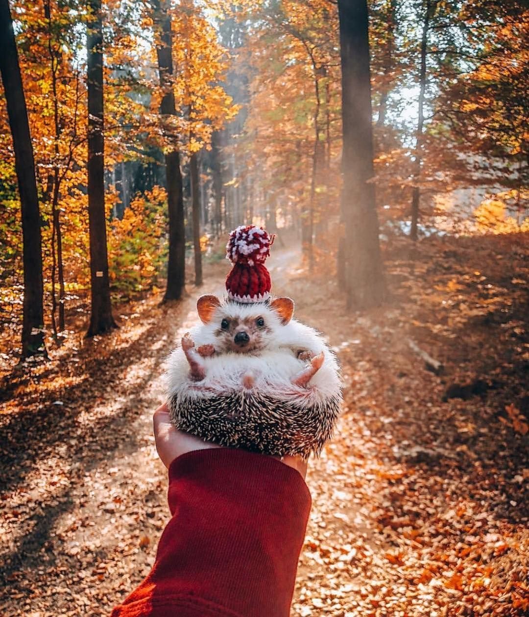 Картинка ежик в лесу