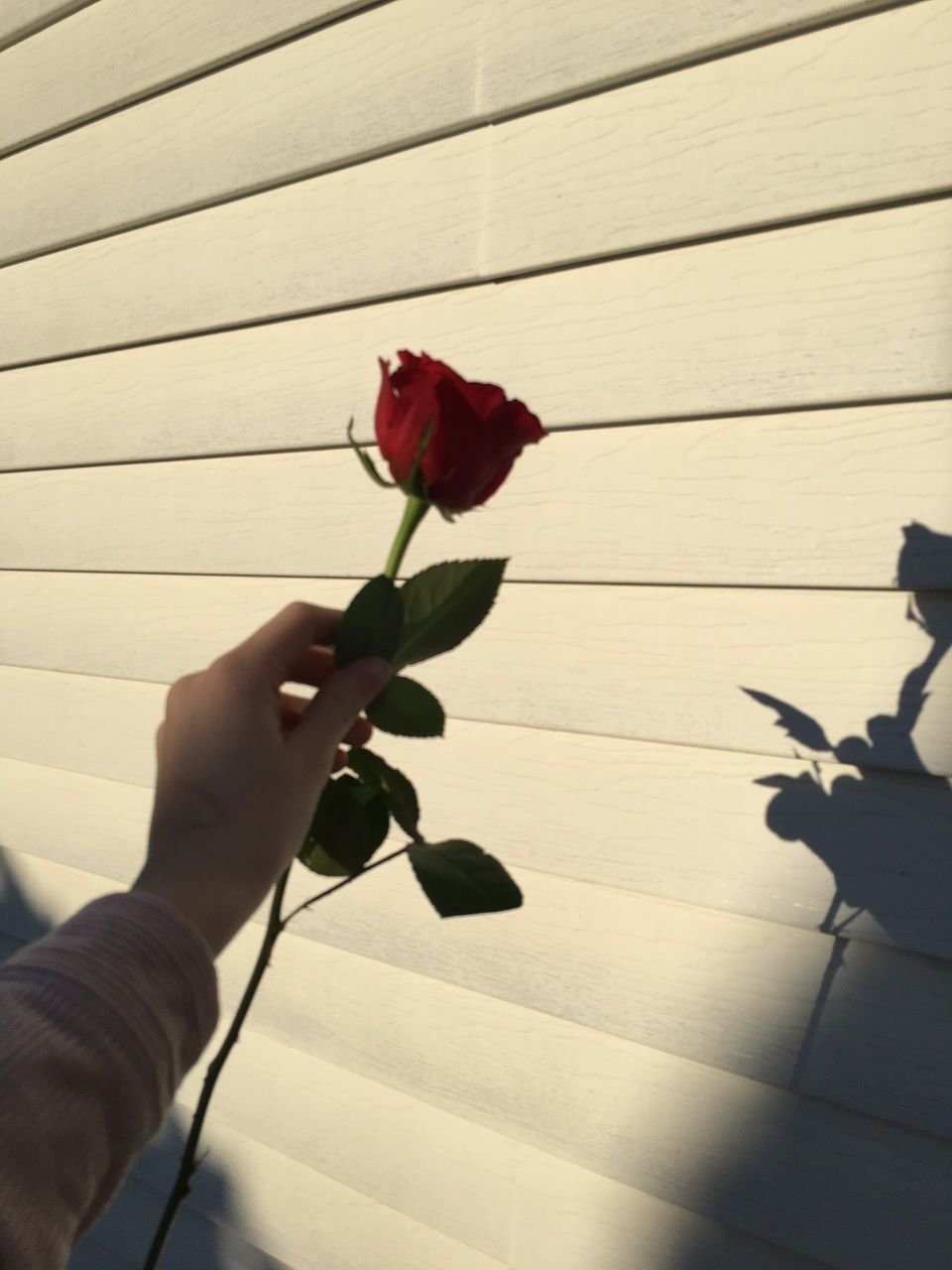 Тень розы на стене