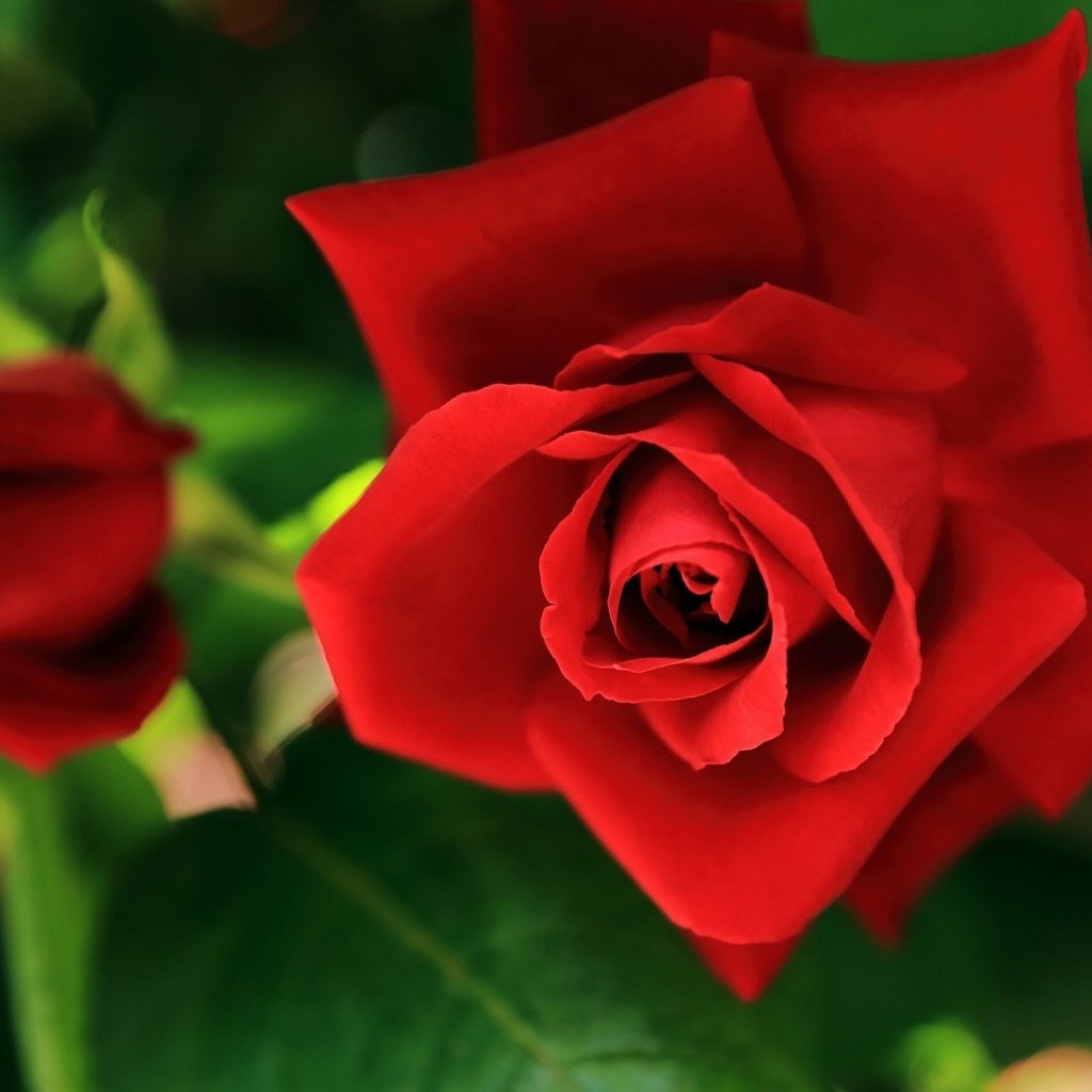 Красный цветок Восточный