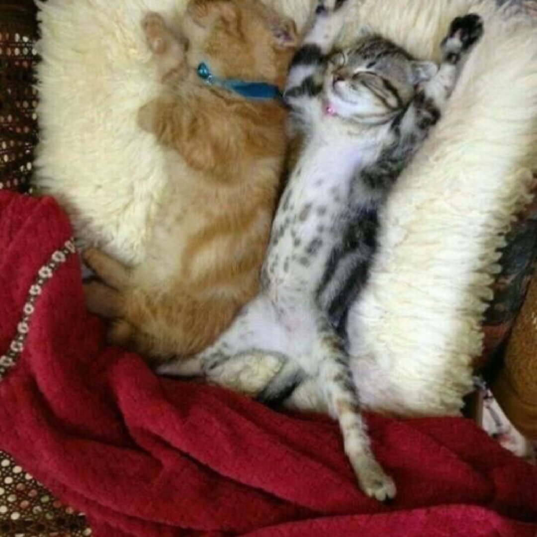 Спят усталые котята