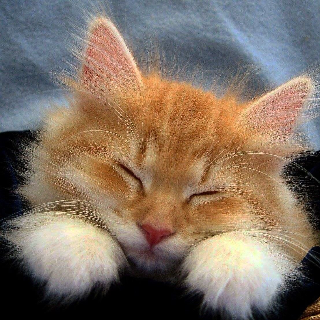 Спокойной ночи кот