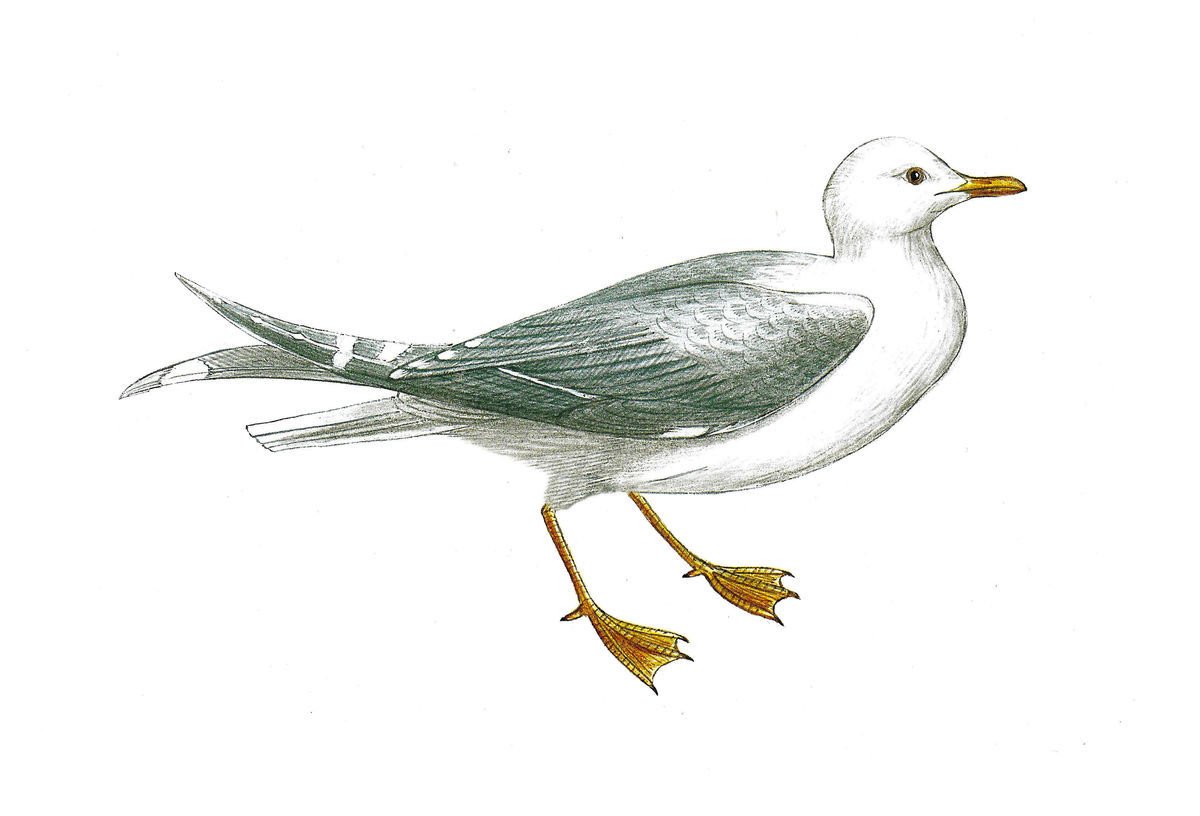 Перелетные птицы картинки