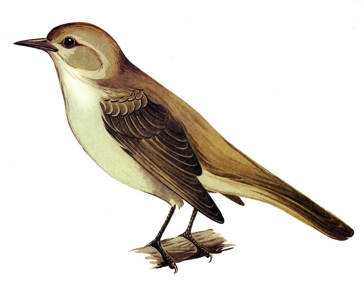 Перелетные птицы Соловей для детей