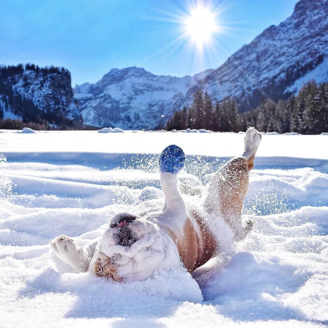 Снежное утро