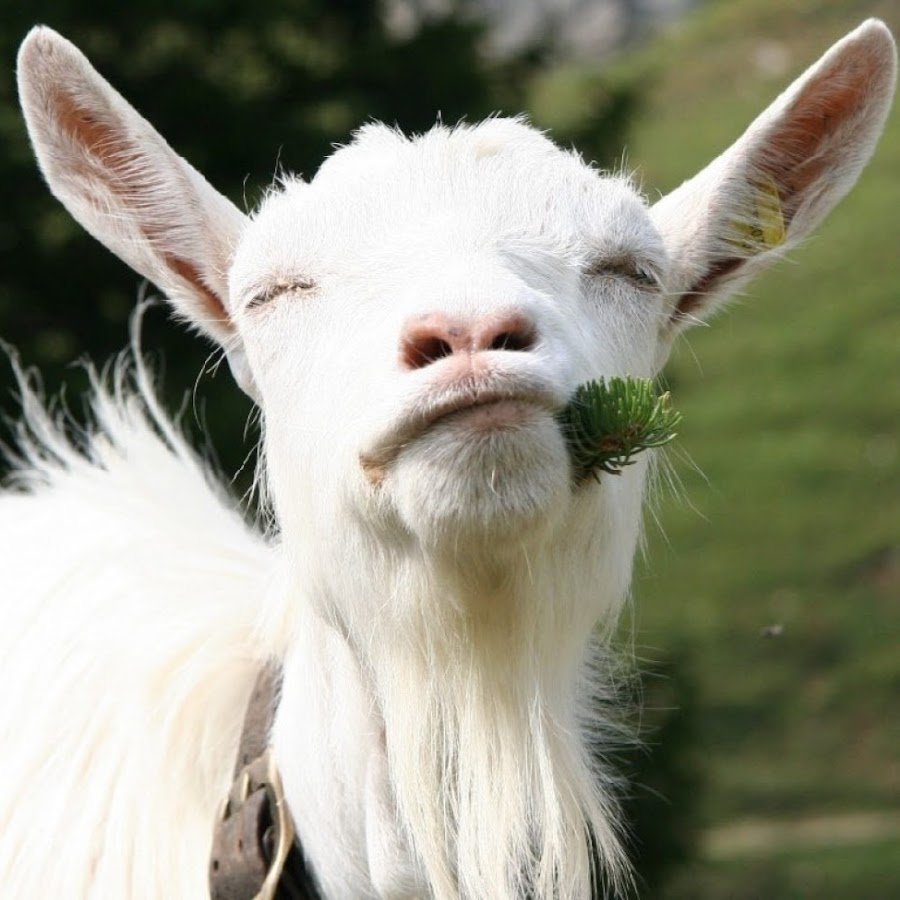 Зрачки козы