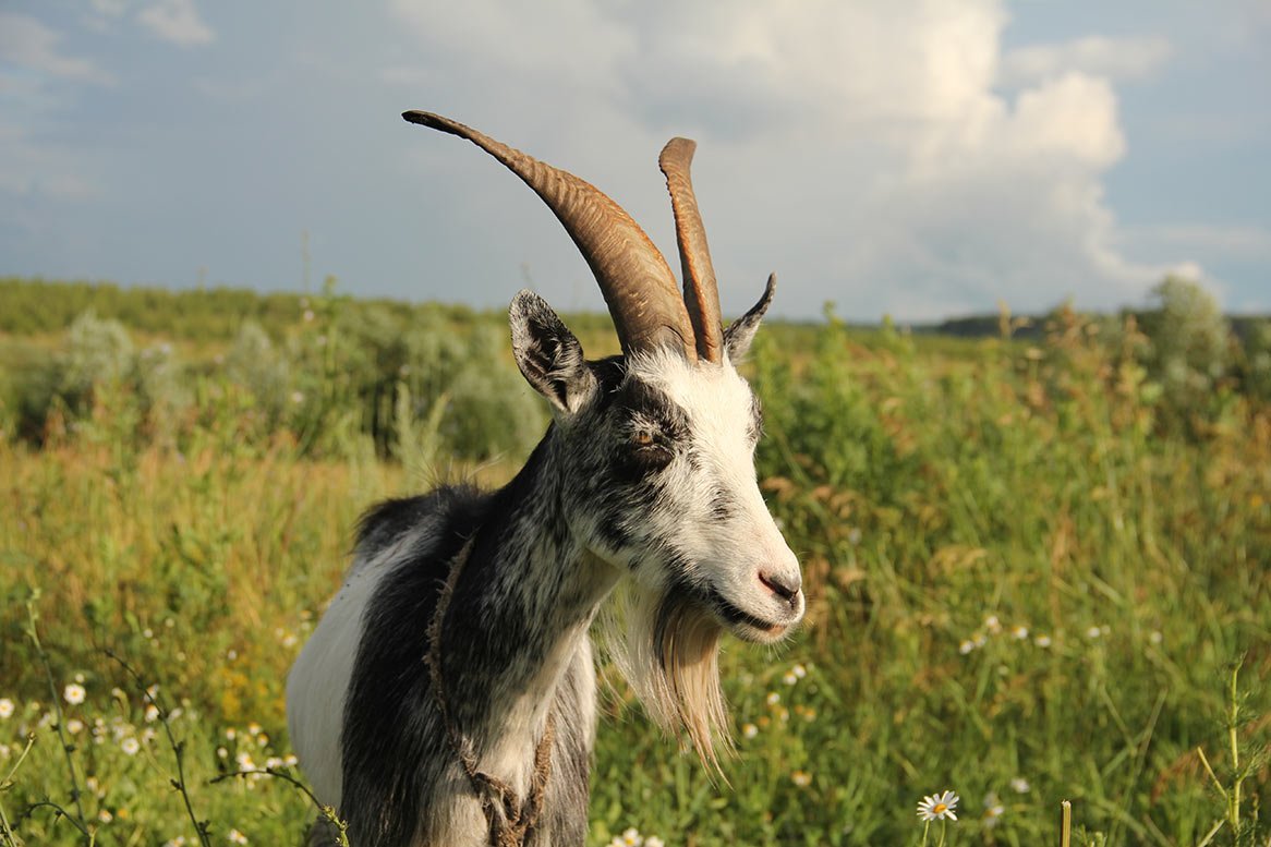 Коза фото