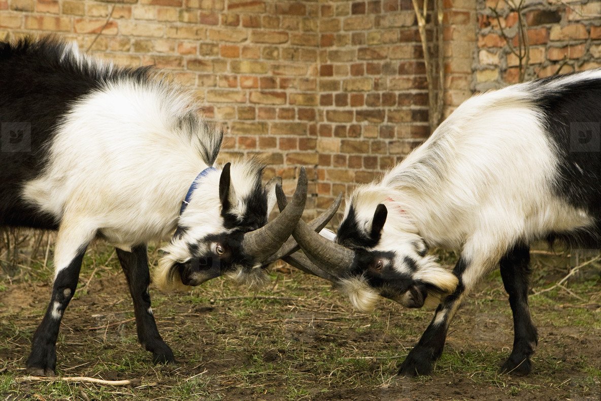 Козлята бодаются