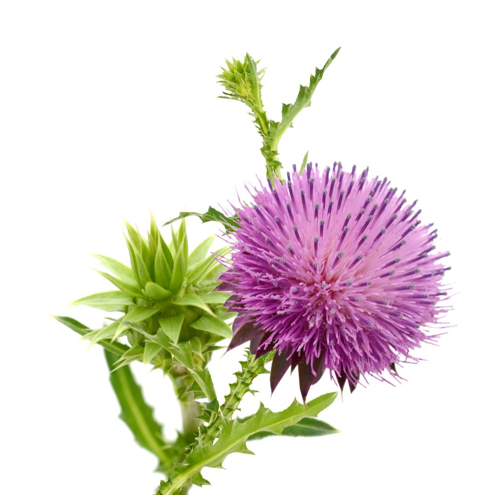 Расторопша на белом фоне