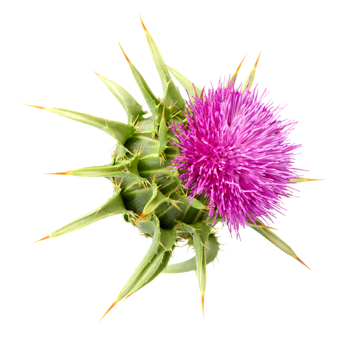 Силимарин растение