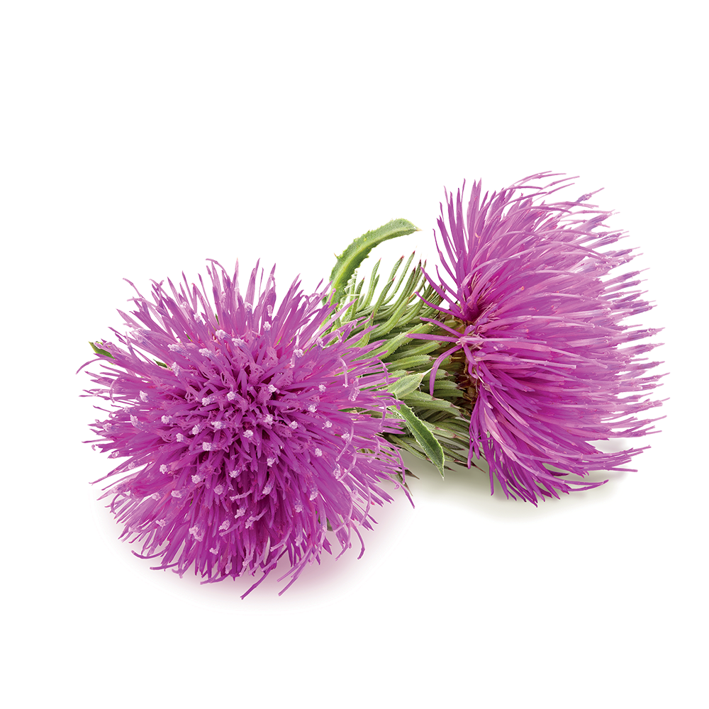 Репейник без фона