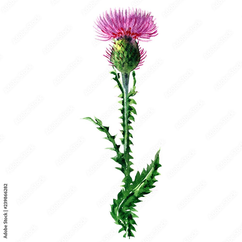 Silybum Marianum рисунок