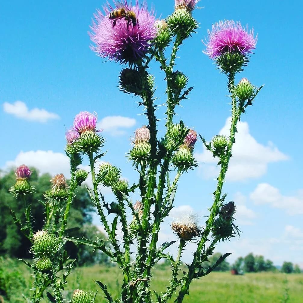 Чертополох куст татарник