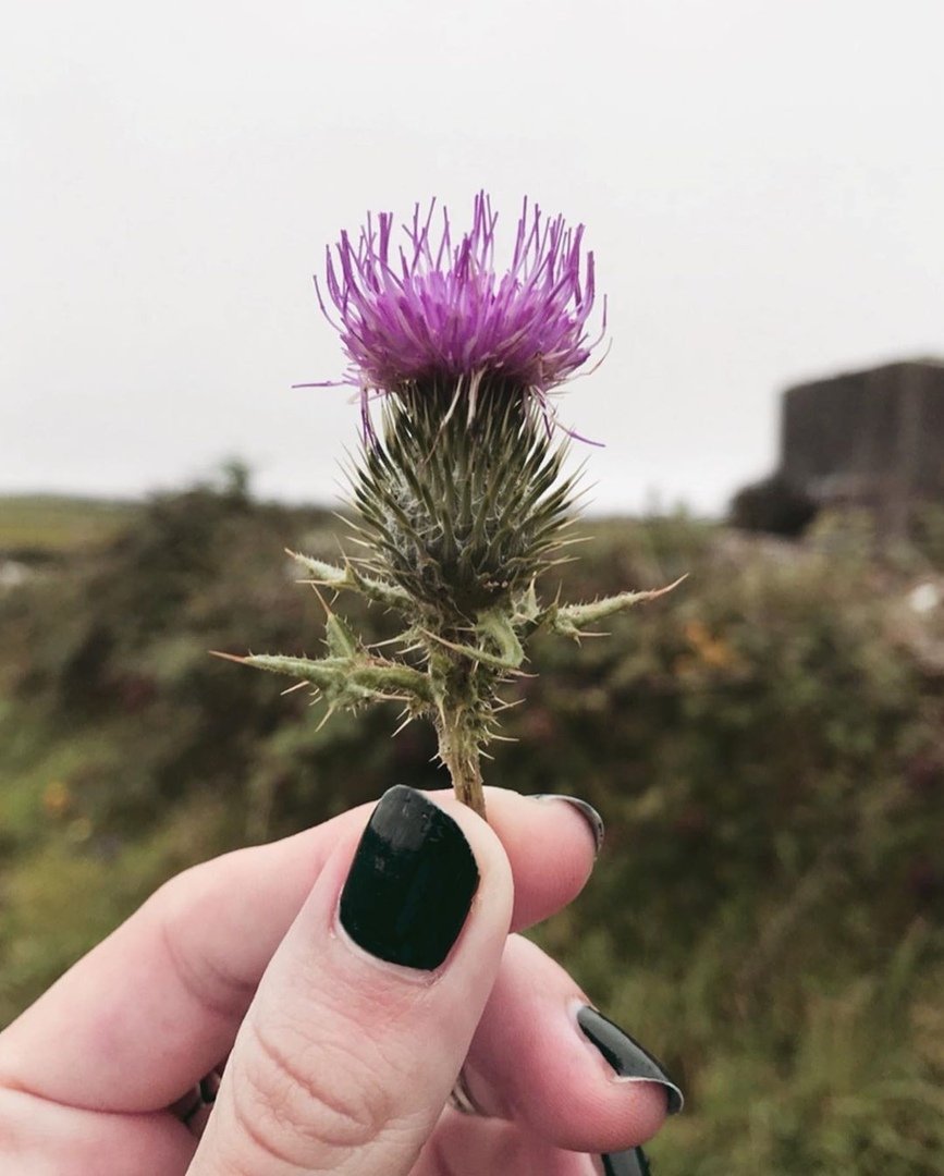 Расторопша с силимарином