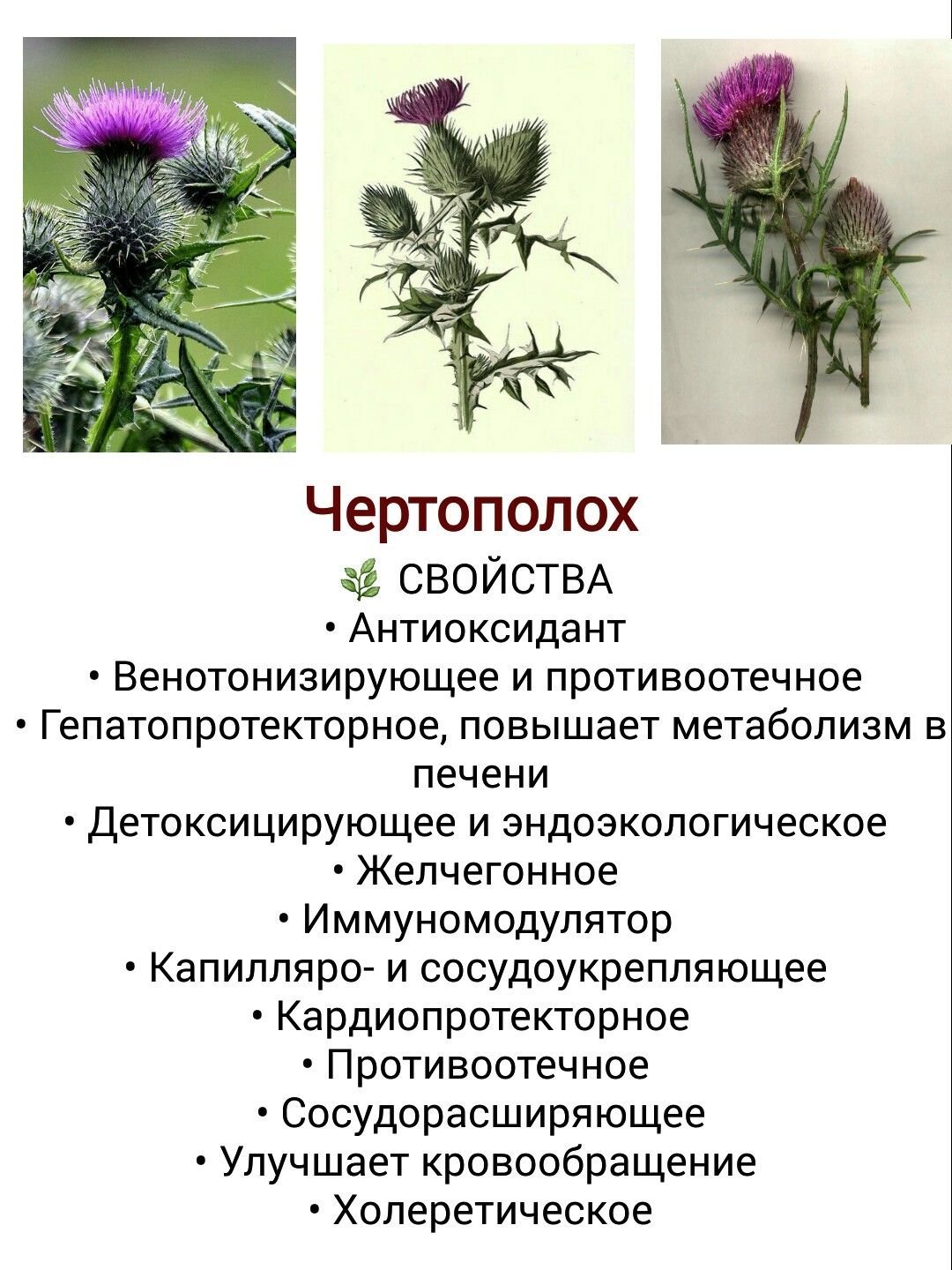 Расторопша макро