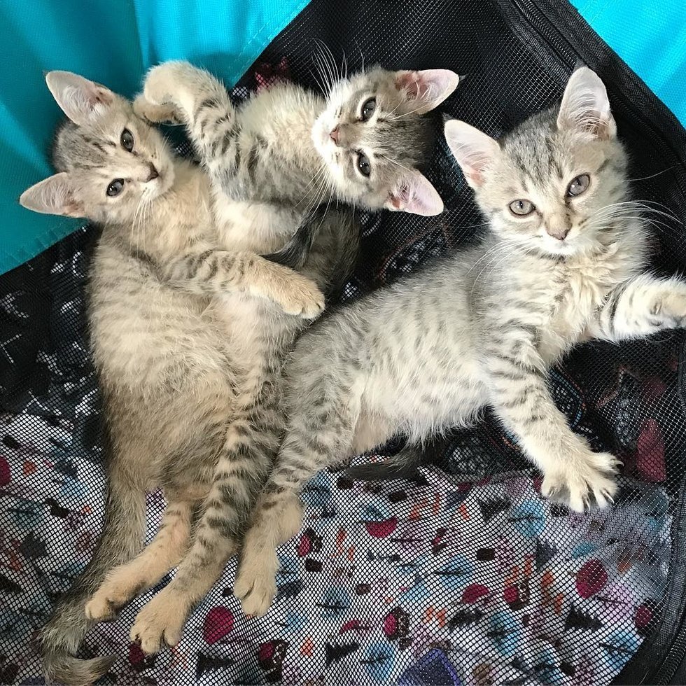 Котятки и перчатки