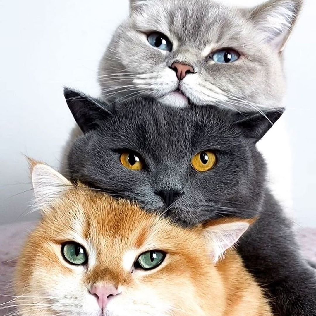 Три котенка 2008