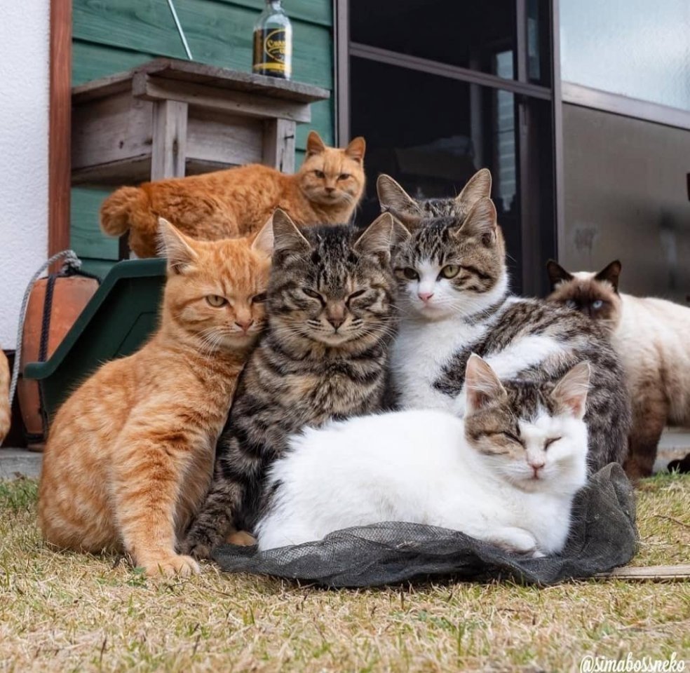 Котики Эстетика