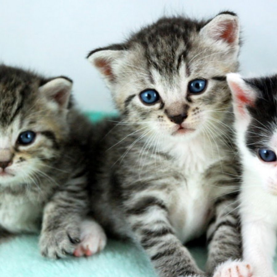 Три красивые кошки