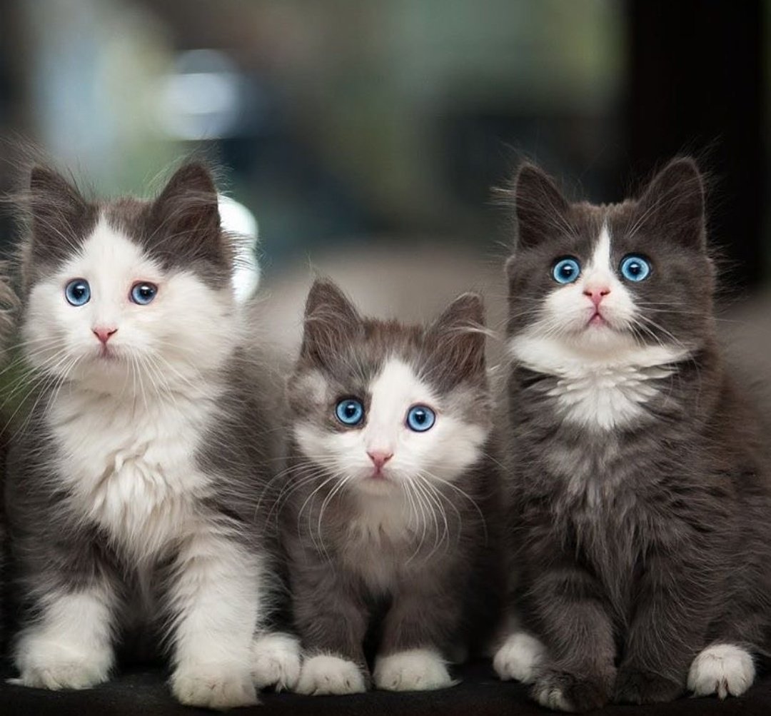 Вышивка три котенка