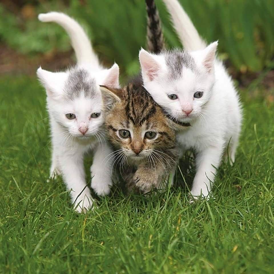 Три кота мультфильм