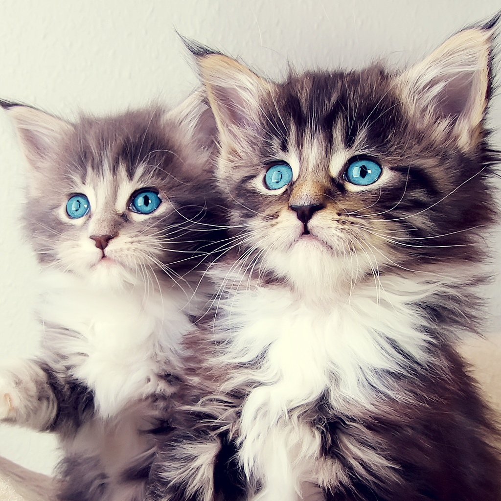 Сутеев три котенка иллюстрации