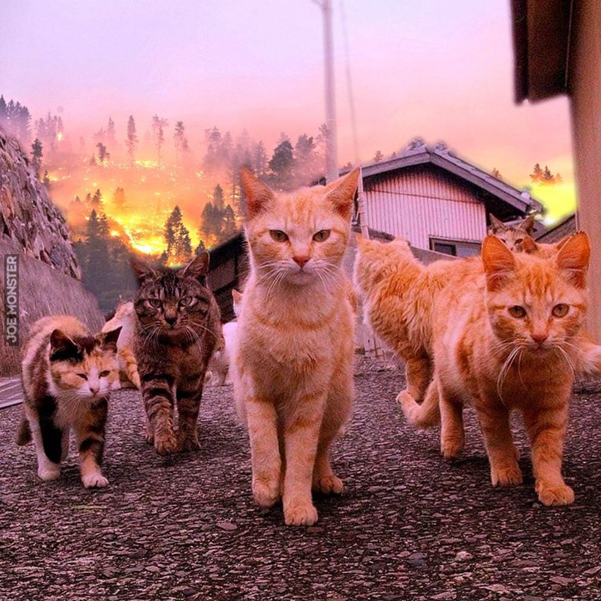 Много кошек