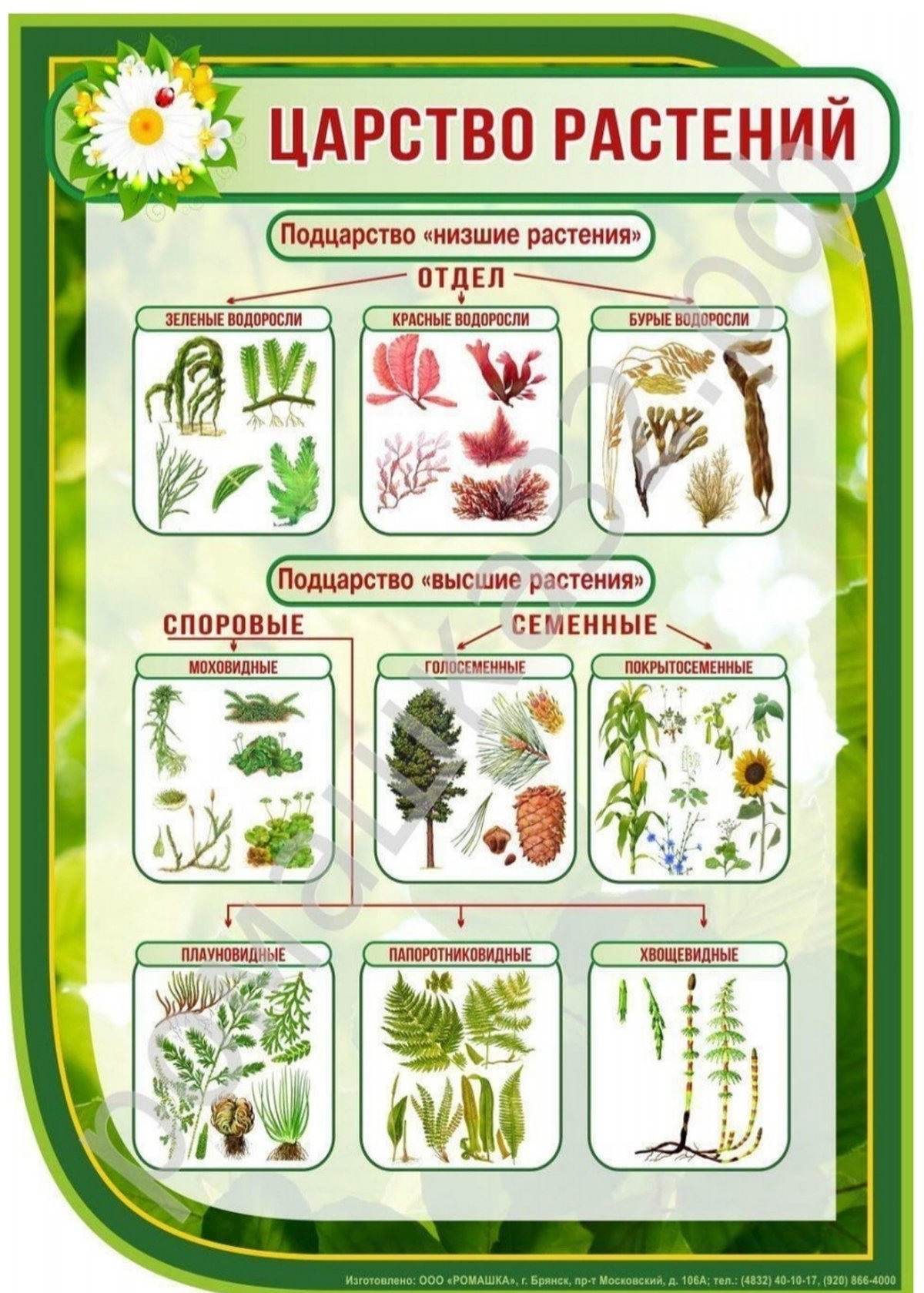 Биология царство растений