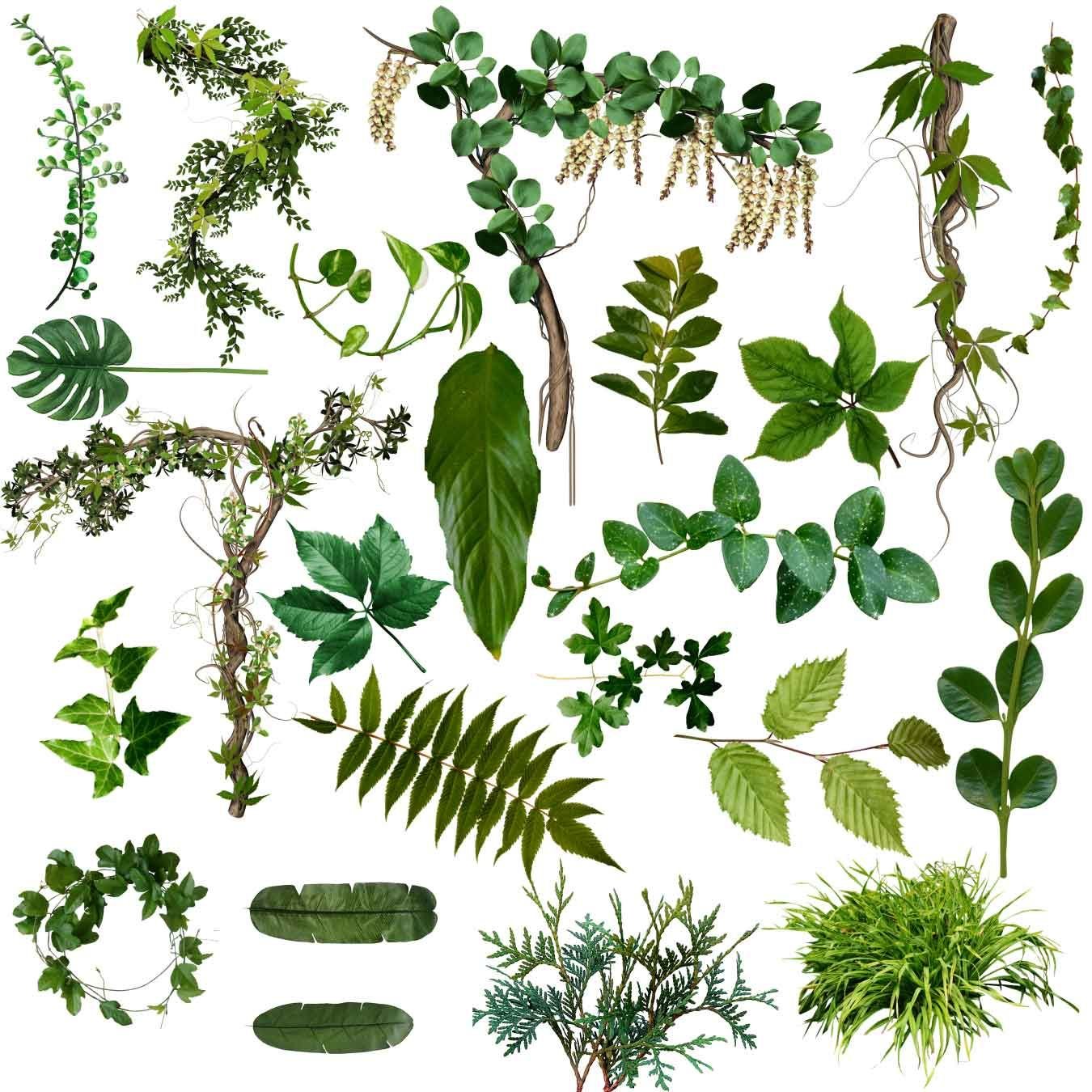 Plants kinds. Листья лианы. Тропические лианы. Растительность иллюстрация. Виды растений листики.