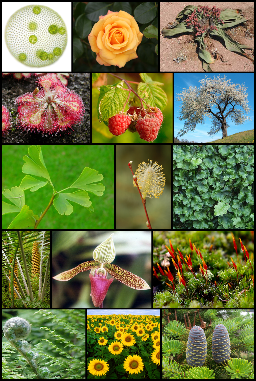 Царство растений картинки. Царство растений цветковые. Разнообразный мир растений. Разнообразие мира растений. Многообразие цветковых растений.
