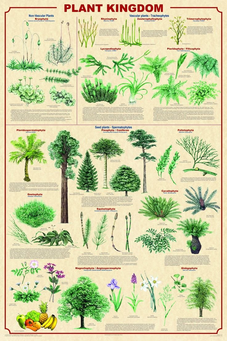 Плакат о растительности