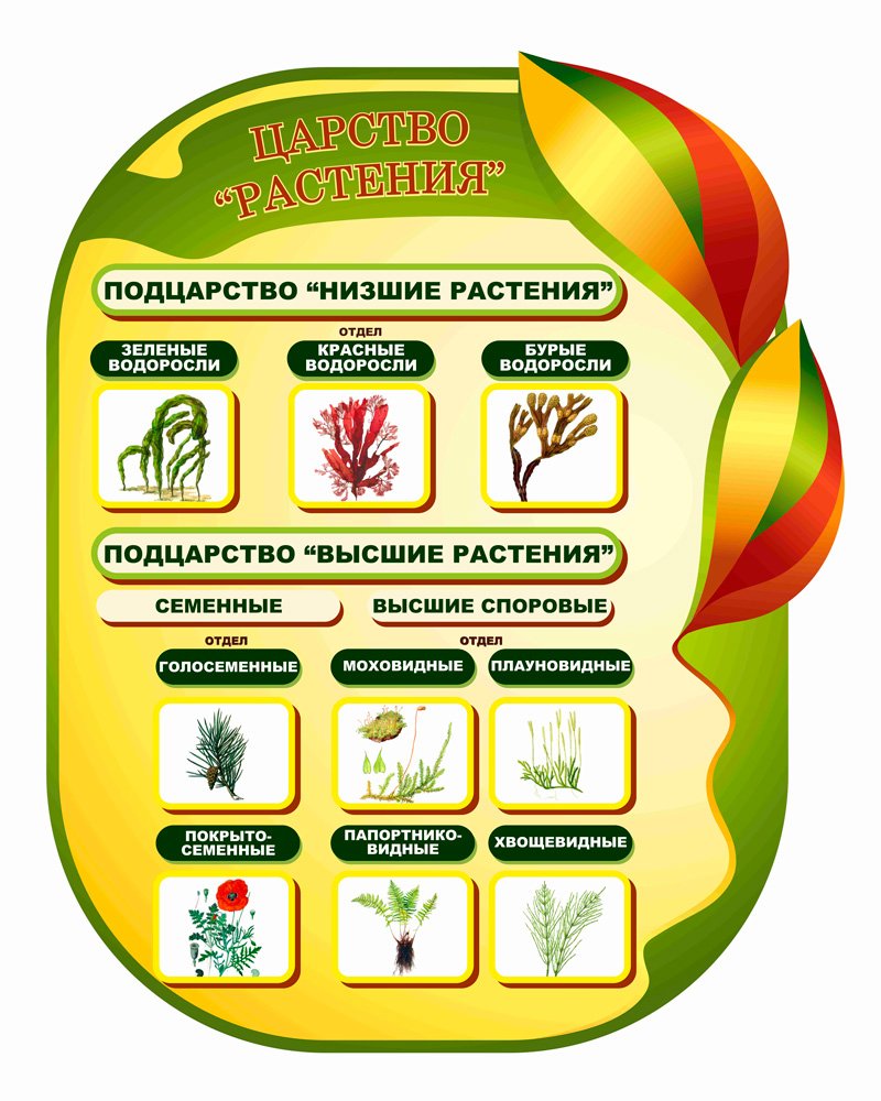 Стенды для кабинета биологии