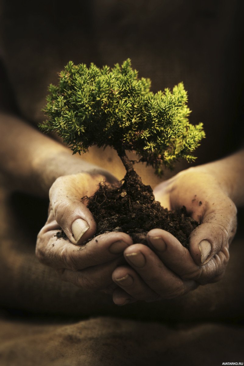 Певга дерево