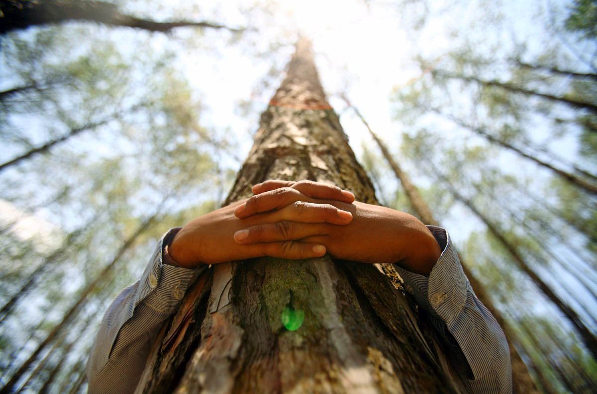 Дерево в ладонях